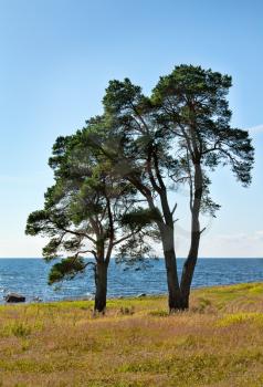 two trees on the shore of the lake on a sunny day