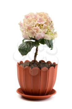 Artificial hydrangea in a pot. Isolated on white background