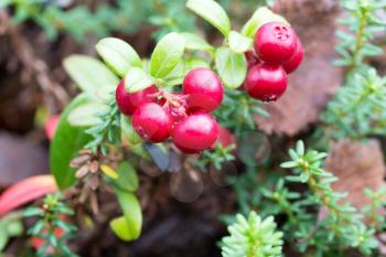 Bush cranberries in the autumn forest