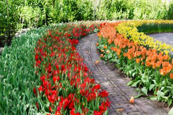 Flowers tulips in Keukenhof park, Lisse. Netherlands.