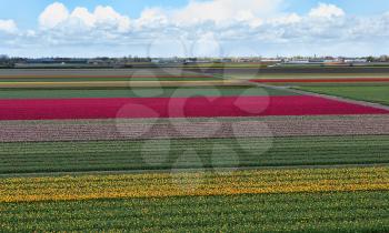 Tulip farm. Beautiful outdoor scenery in Netherlands