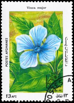 AFGHANISTAN - CIRCA 1985: A Stamp printed in AFGHANISTAN shows image of a Vinca major, from the series Flowers, circa 1985