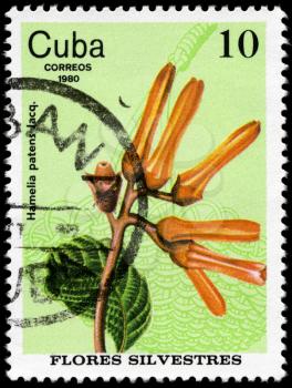 CUBA - CIRCA 1980: A Stamp shows image of a Flower with the inscription Hamelia 
patens Jacq., from the series wild flowers, circa 1980
