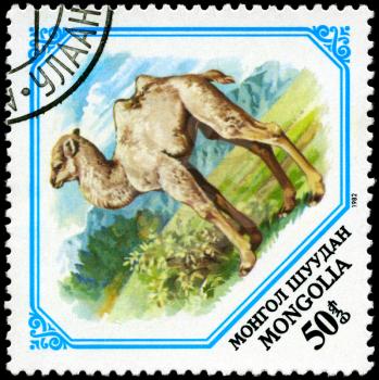 MONGOLIA - CIRCA 1982: A Stamp shows image of a young camel, series, circa 1982