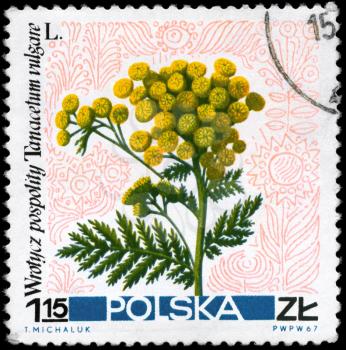 POLAND - CIRCA 1967: A Stamp printed in POLAND shows image of a Tansy flower, with the description Tanacetum vulgare, series, circa 1967