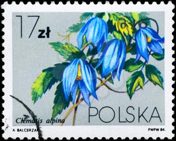 POLAND - CIRCA 1984: A Stamp shows image of a Clematis alpina, series, circa 1984