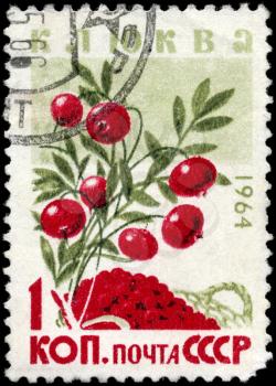 USSR - CIRCA 1964: A Stamp printed in USSR shows the European
Cranberries, from the series Wild Berries, circa 1964