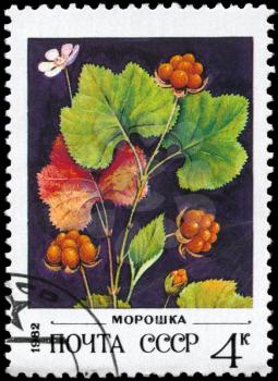 USSR - CIRCA 1982: A Stamp printed in USSR shows image of a Cloudberries, series, circa 1982