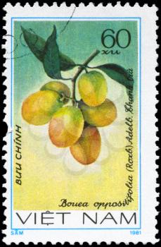 VIETNAM - CIRCA 1981: A Stamp printed in VIETNAM shows the Bouea oppositifolia, from the series Fruit, circa 1981