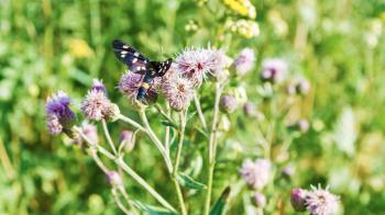 Moth on the herbs background