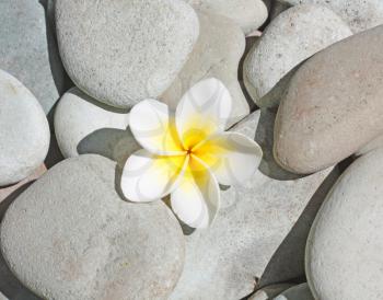 Royalty Free Photo of a Plumeria Flower