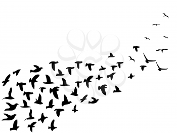 isolated black flock birds flying from white background