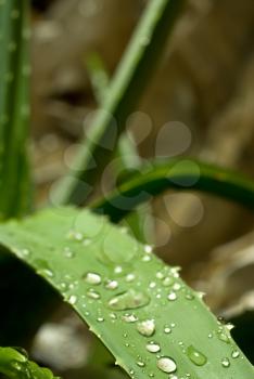 aloe vera  leaves after rain