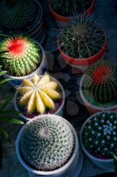 colorful cacti cactus plants on little pots on shadow with sunlight ray