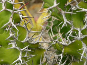 Royalty Free Photo of Thorns on a Euphorbia Grandicornis Plant