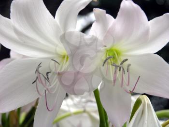 Royalty Free Photo of White Lilies