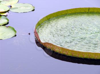Royalty Free Photo of a Giant Lilypad
