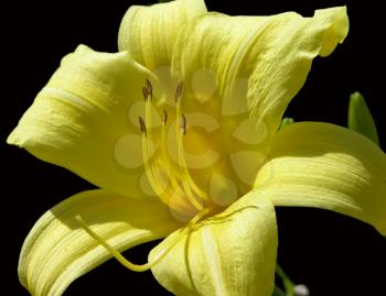 Royalty Free Photo of a Yellow Lily