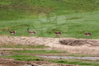 Royalty Free Photo of Gazelles