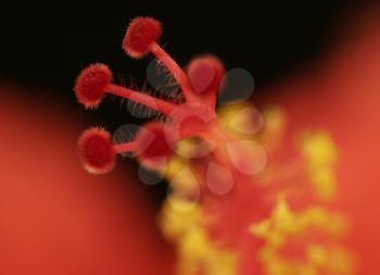 Royalty Free Photo of The Stamen of a Red Hibiscus