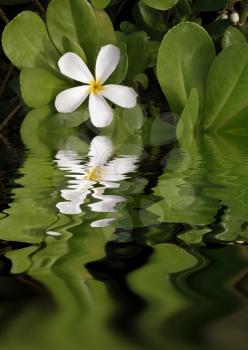 Royalty Free Photo of a White Plumeria Flower