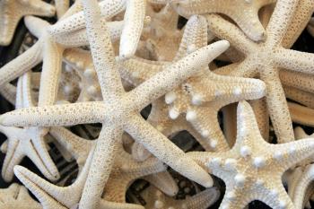 Royalty Free Photo of a Bunch of Starfish