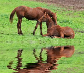 Royalty Free Photo of Horses in a Pasture