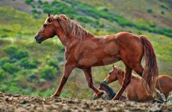 Royalty Free Photo of Wild Horses