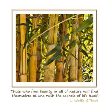 Royalty Free Photo of a Bamboo Forest and L. Wolfe Gilbert Quote