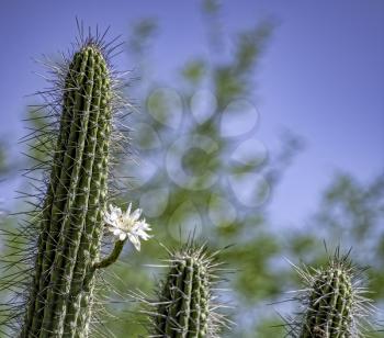 Royalty Free Photo of a Saguaro Cactus with single bloom in the Arizona desert