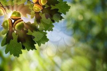 Oak. Abstract natural backgrounds