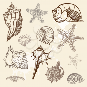 Royalty Free Clipart Image of a Seashell Background