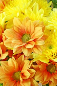 Royalty Free Photo of Yellow and Orange Flowers