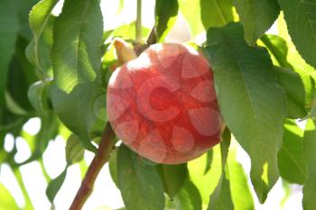 Royalty Free Photo of a Peach in a Tree