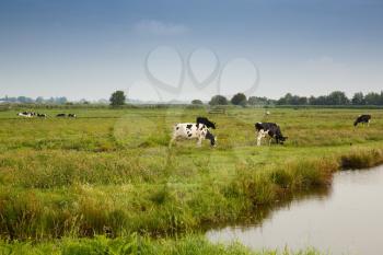 Cows in the field in Zaanse Schans village.