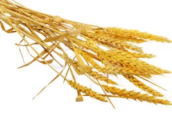 Wheat ears lie.  Isolated on white background.