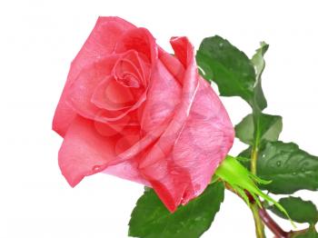 Beautiful single pink roses isolated on white background.