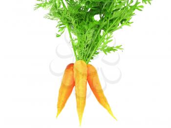 Fresh carrot with green branch on white background. Isolated.