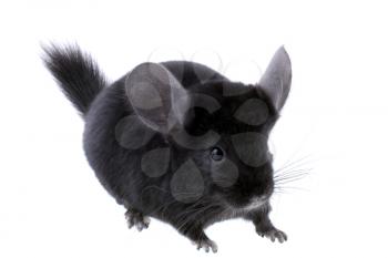 Black ebonite chinchilla on white background. Isolataed