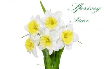 Beautiful spring flowers: yellow-white narcissus (Daffodil). Isolated over white. 