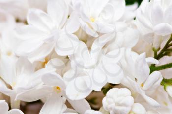 Beautiful  white  Lilac.Macro 