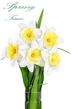 Beautiful spring flowers in vase: yellow-white narcissus (Daffodil). Isolated over white. 