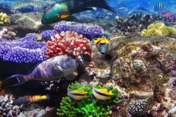 Coral and fish in the Red Sea. Egypt, Africa