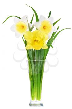 Beautiful spring flowers in vase: yellow-white, orange narcissus (Daffodil). Isolated over white. 