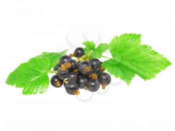 Black currant with leaf on white background. Isolated.