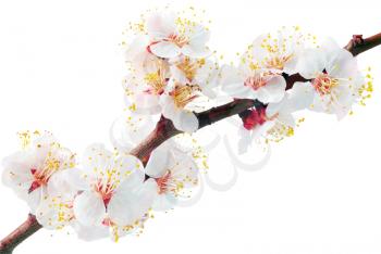 Branch with blossoms. Isolated on white background