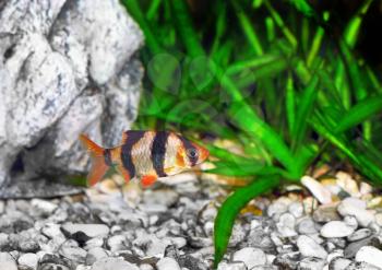 Single aquarium fish-Barbus-five-banded barb. (Barbus pentazona)