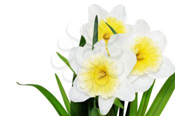 Beautiful spring three  flowers : yellow-white narcissus (Daffodil). Isolated over white. 