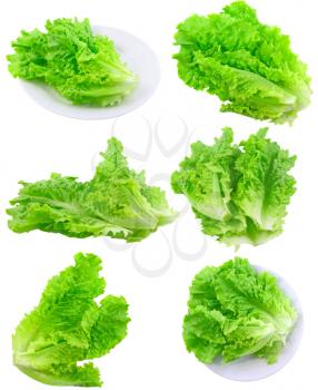 Collage (collection ) of Leaf of lettuce on white background. Isolated over white