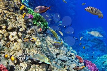 Coral and fish in the Red Sea.Egypt